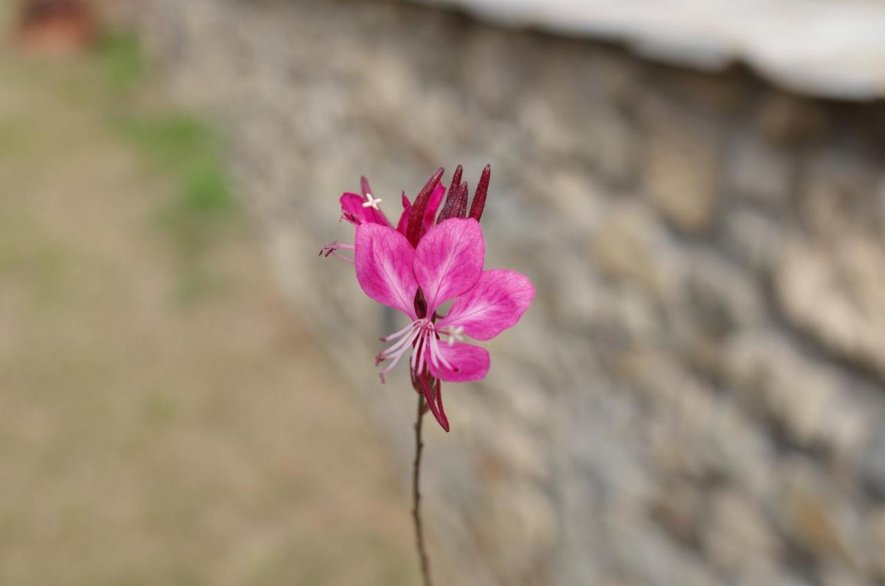 Liotrivi At Old Nikiti (Sithonia)
